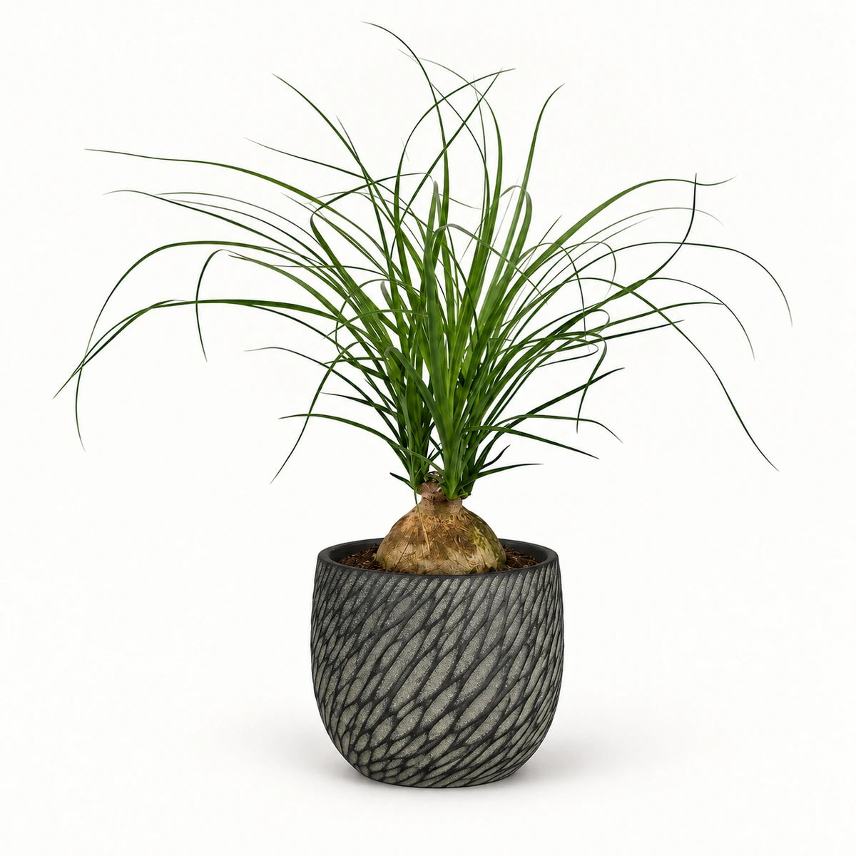 Nolina recurvata 'ball' 12cm + Elio anthracite 12.5cm (1163962)