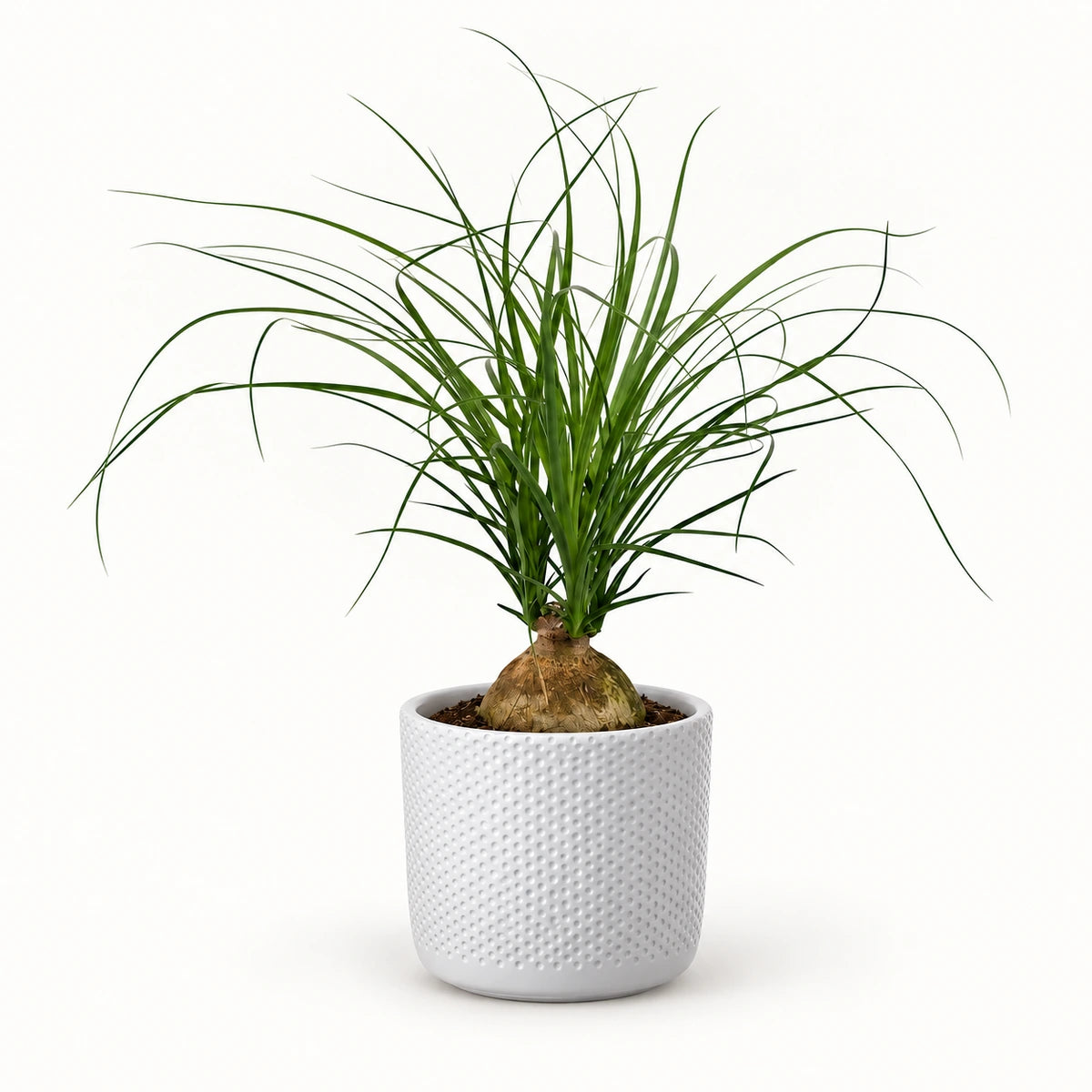 Nolina recurvata 'ball' 12cm + Era white relief 14cm (1051623)