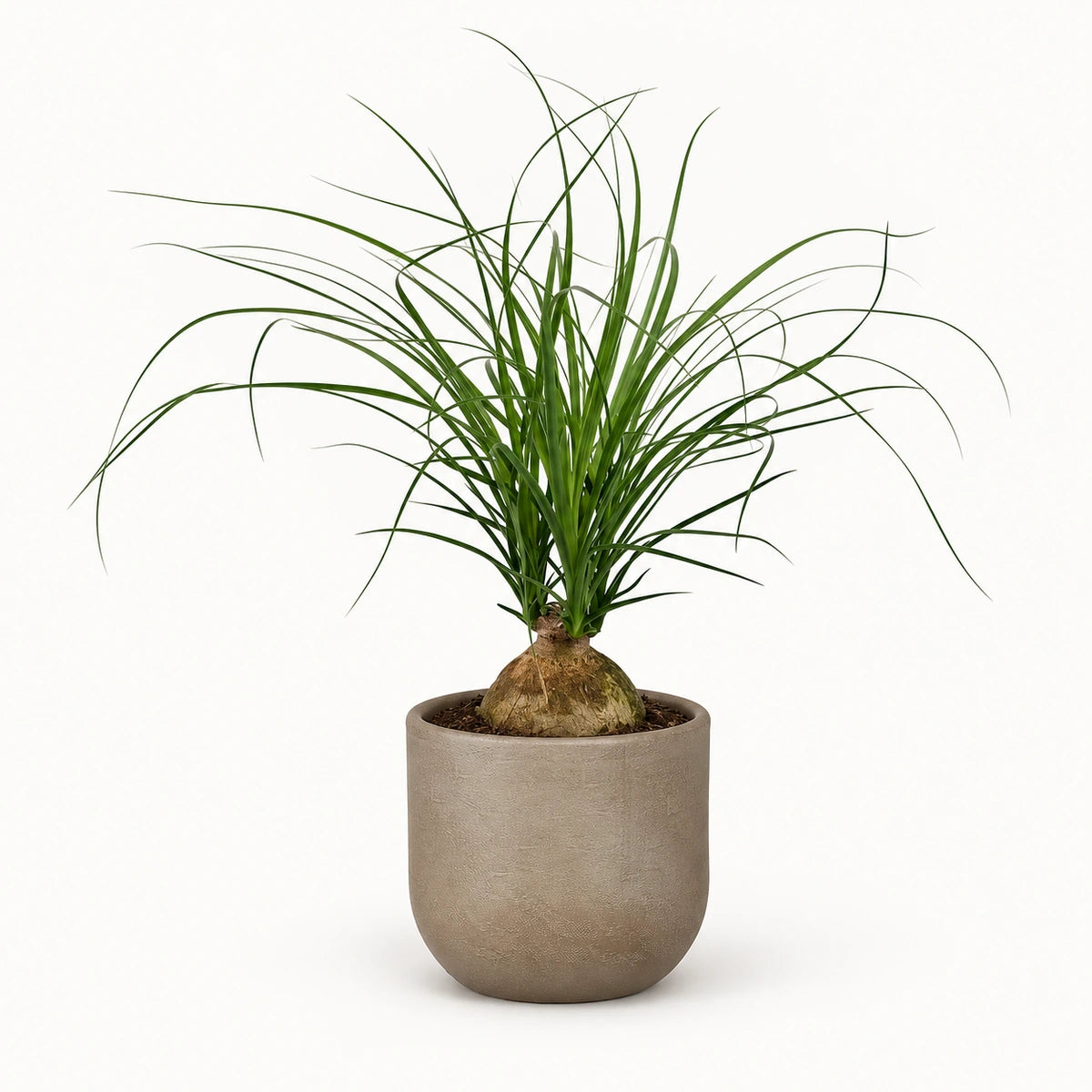 Nolina recurvata 'ball' 12cm + Nora taupe 14cm (1074613)