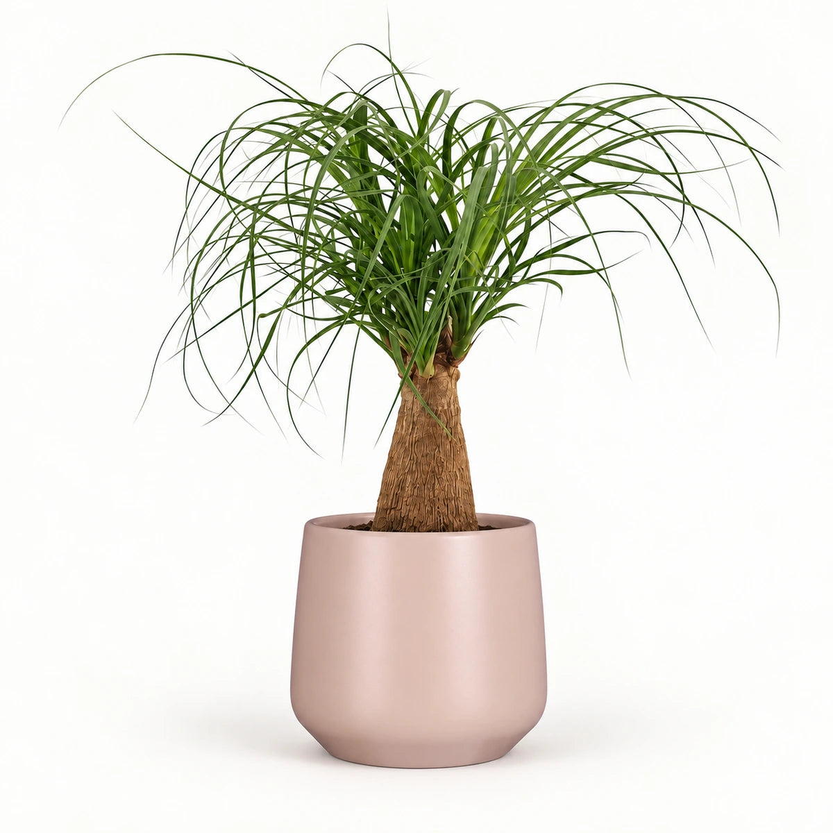 Nolina 'straight' 12cm + Amber l. pink matt 14.5cm (1094378)