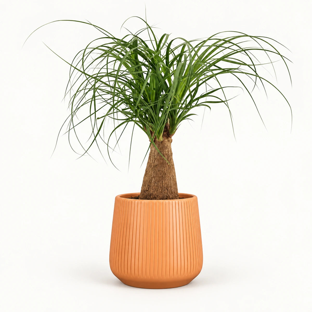 Nolina 'straight' 12cm + Amber orange vertical 13cm (1133678)