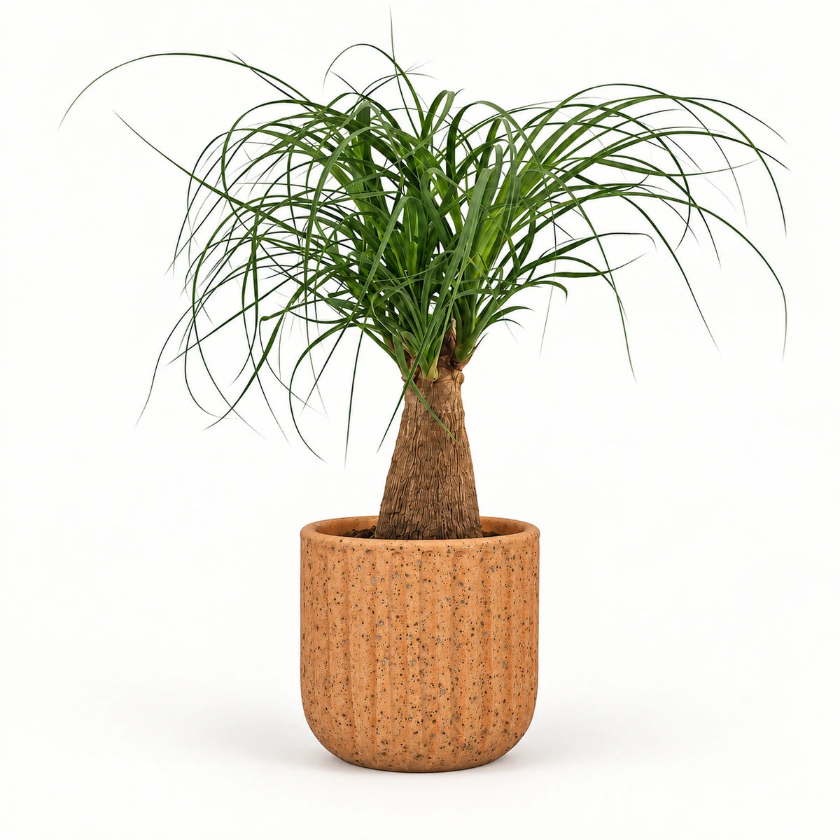 Nolina 'straight' 12cm + Dante l. brown 14cm