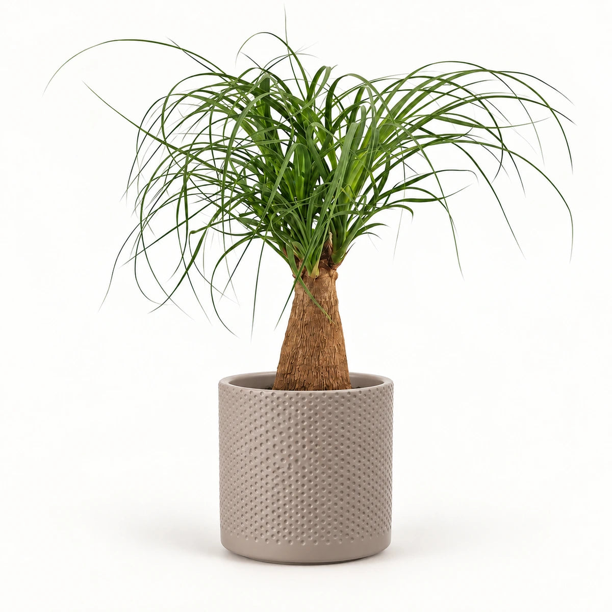 Nolina 'straight' 12cm + Era taupe relief 14cm (1051628)