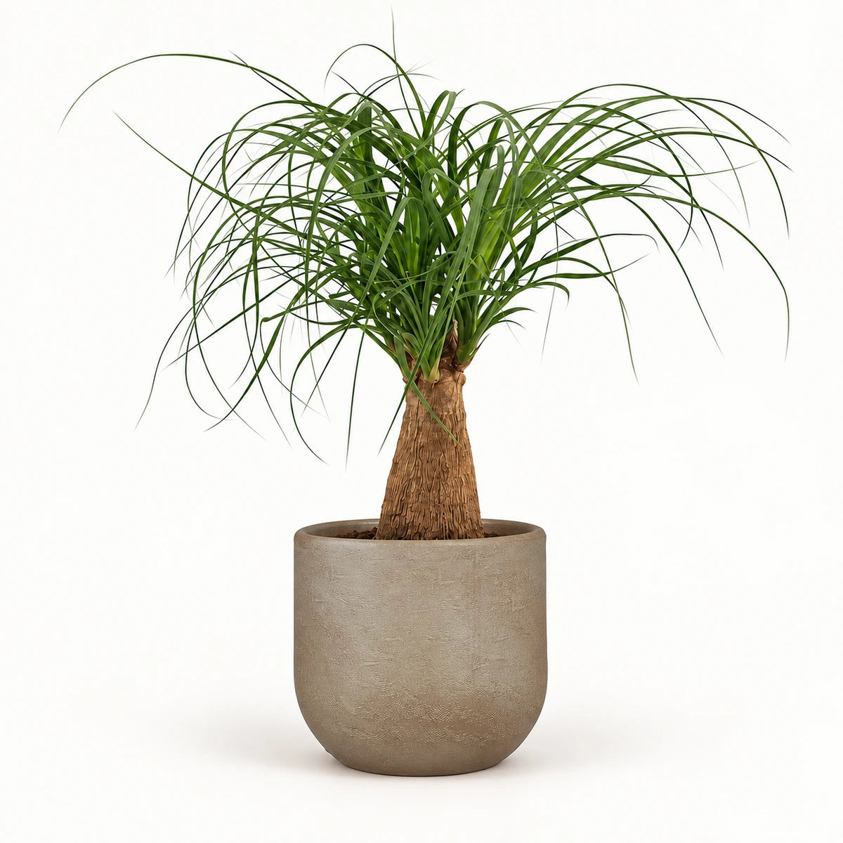 Nolina 'straight' 12cm + Nora taupe 14cm (1074613)