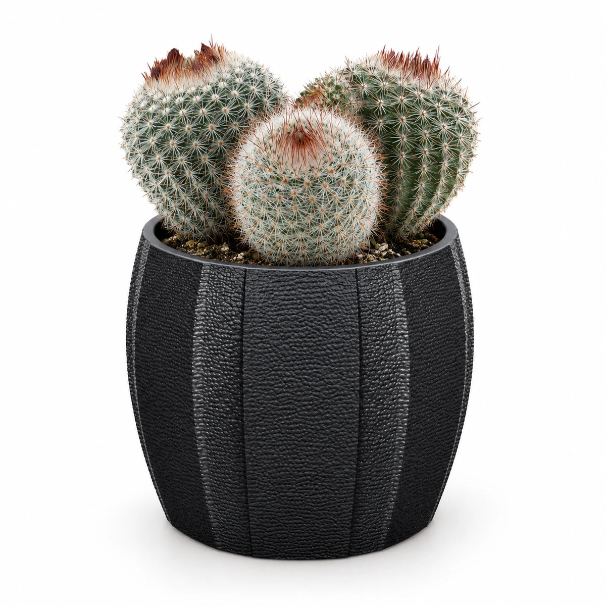 Notocactus scopa 8.5cm + Capi elegant wide arc anthracite 12cm (BARA292)