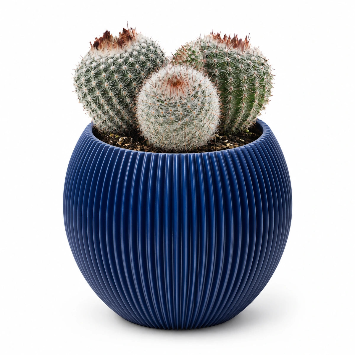 Notocactus scopa 8.5cm + Capi Vase ball groove dark blue 13cm (BGVDB109)