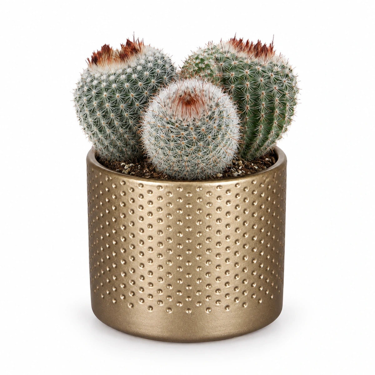 Notocactus scopa 8.5cm + Era gold relief 8.5cm (1096073)