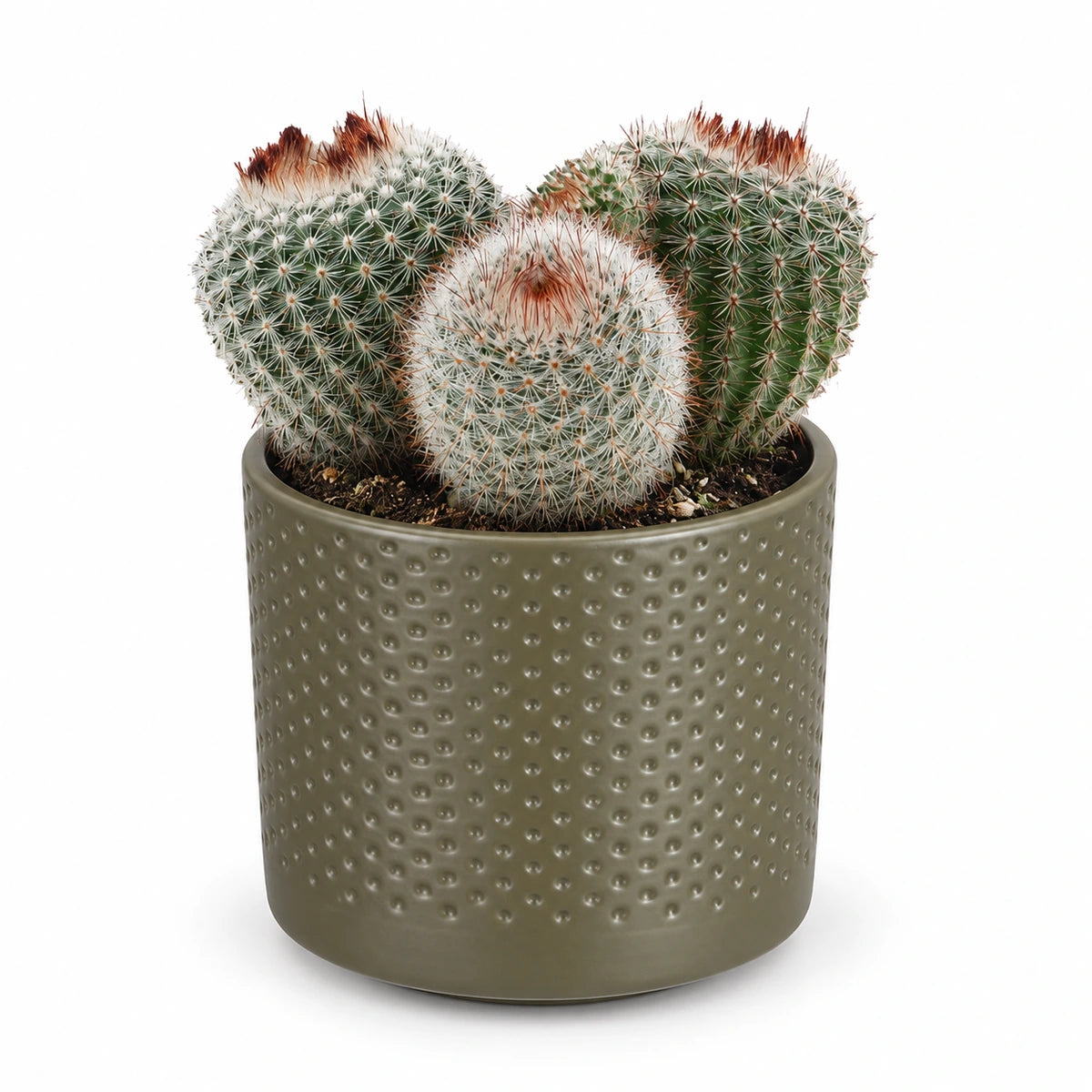 Notocactus scopa 8.5cm + Era green relief 8.5cm (1096064)