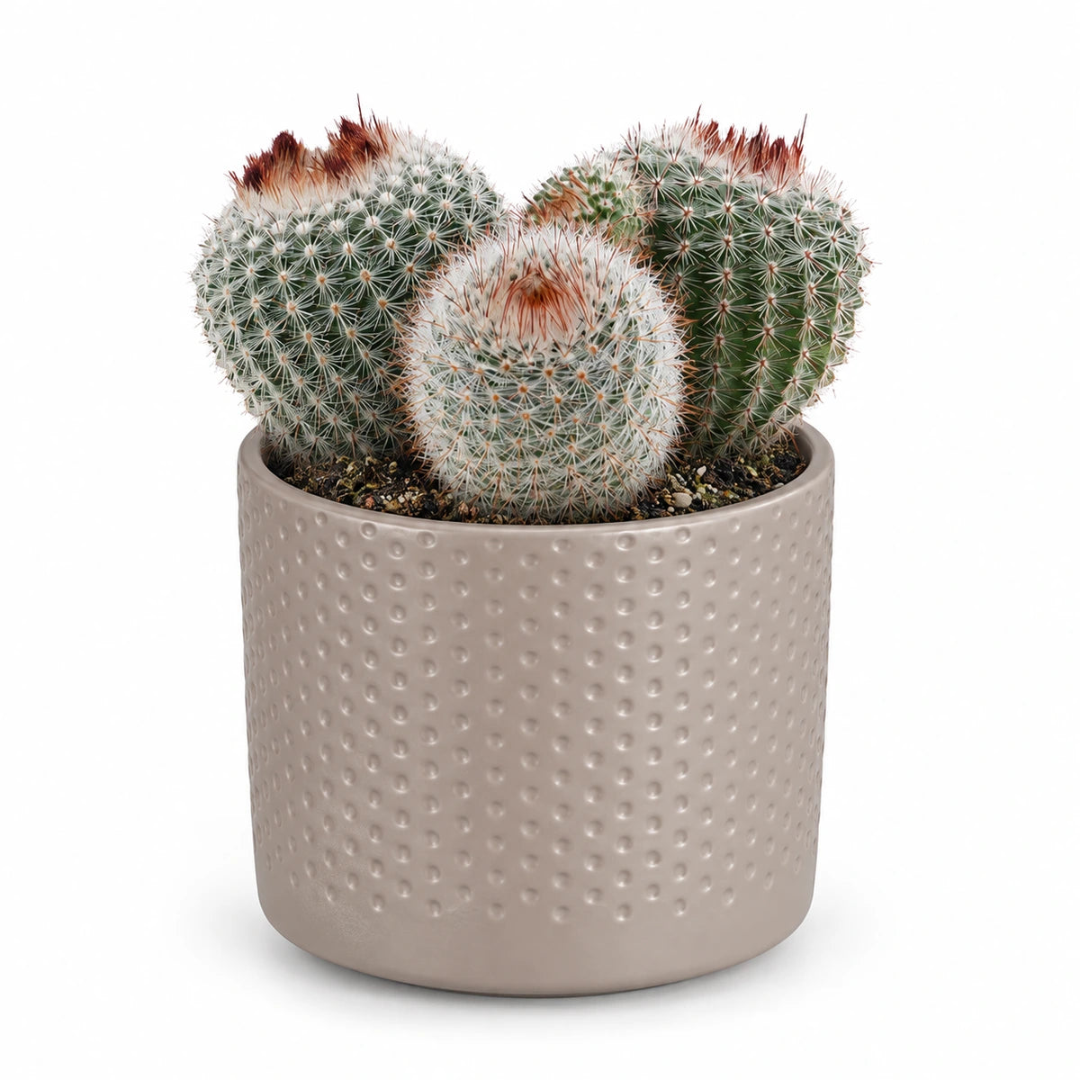 Notocactus scopa 8.5cm + Era taupe relief 8.5cm (1096062)