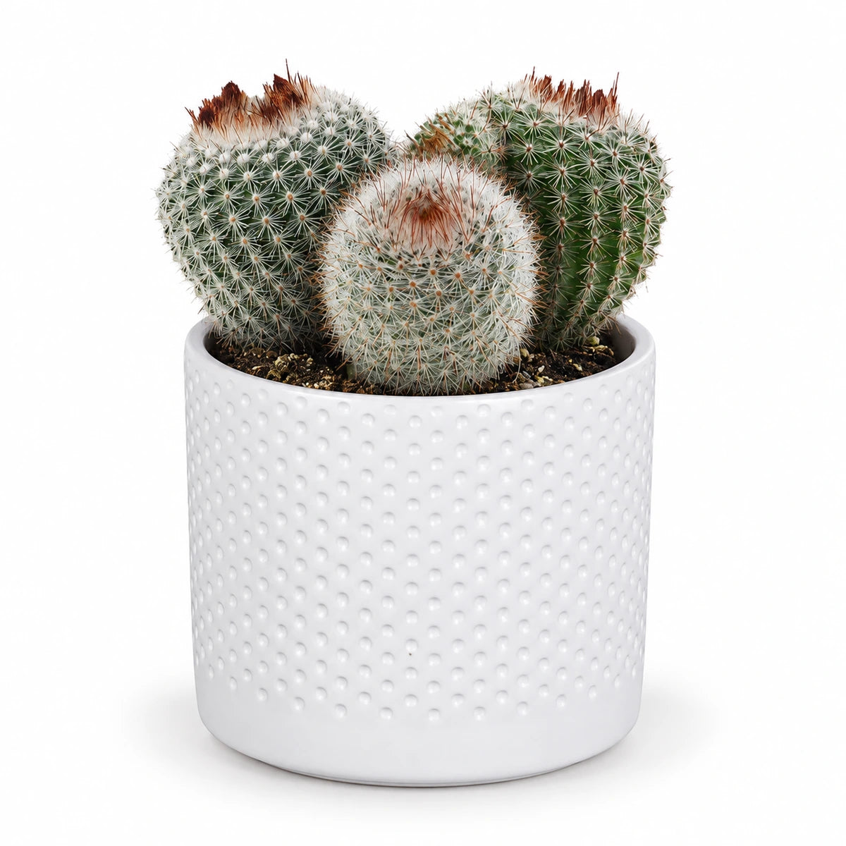 Notocactus scopa 8.5cm + Era white relief 8.5cm (1096055)