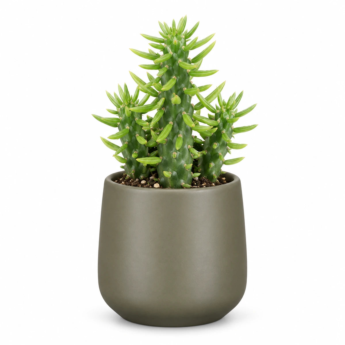 Opuntia Subulata 5.5cm + Amber green matt 6cm (1094372)
