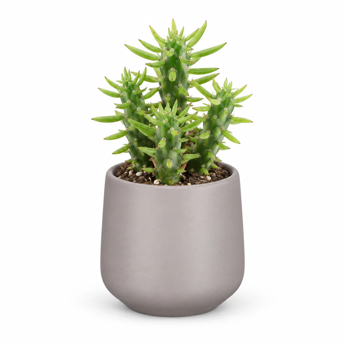 Opuntia Subulata 5.5cm + Amber taupe matt 6cm (1094366)