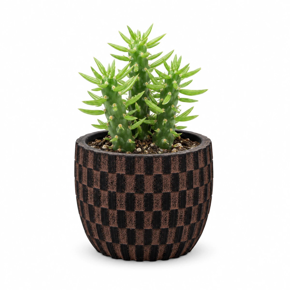 Opuntia Subulata 5.5cm + Capi Egg wave brown 10cm (BWVB139)