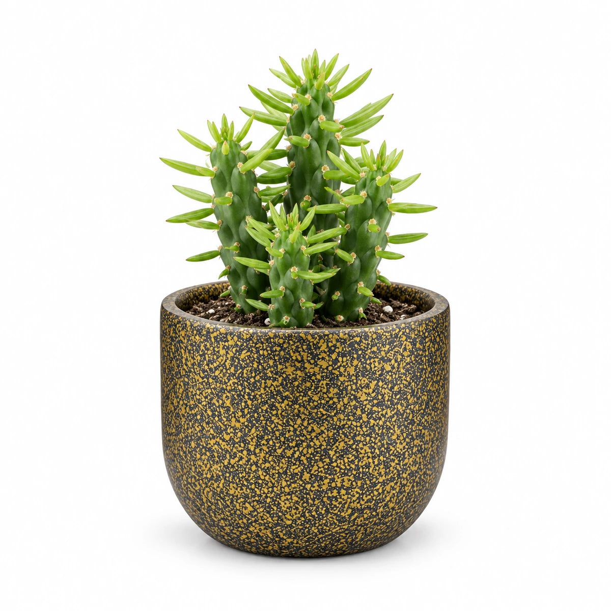 Opuntia Subulata 5.5cm + Capi Planter ball Terrazzo gold 8cm (BTZG131)