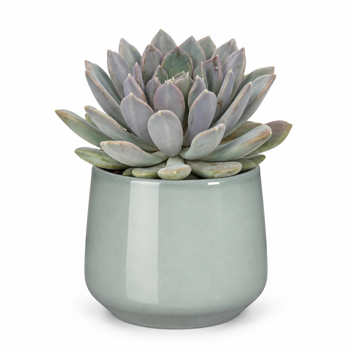 Pachyphytum draco 13cm + Amber light grey 13cm (1167583)
