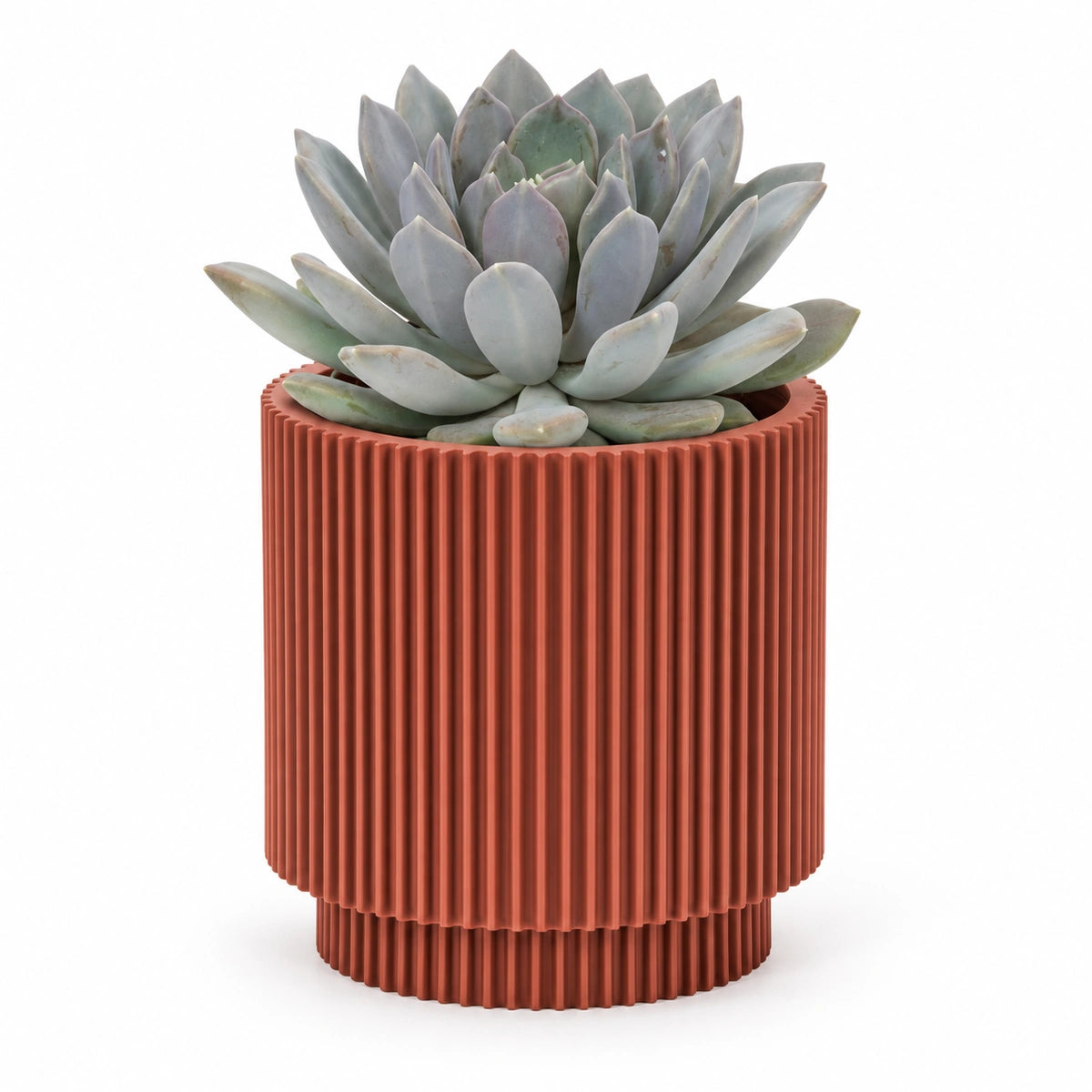 Pachyphytum draco 13cm + Capi Vase cylinder groove merlot-red 15cm (BGVMR313)