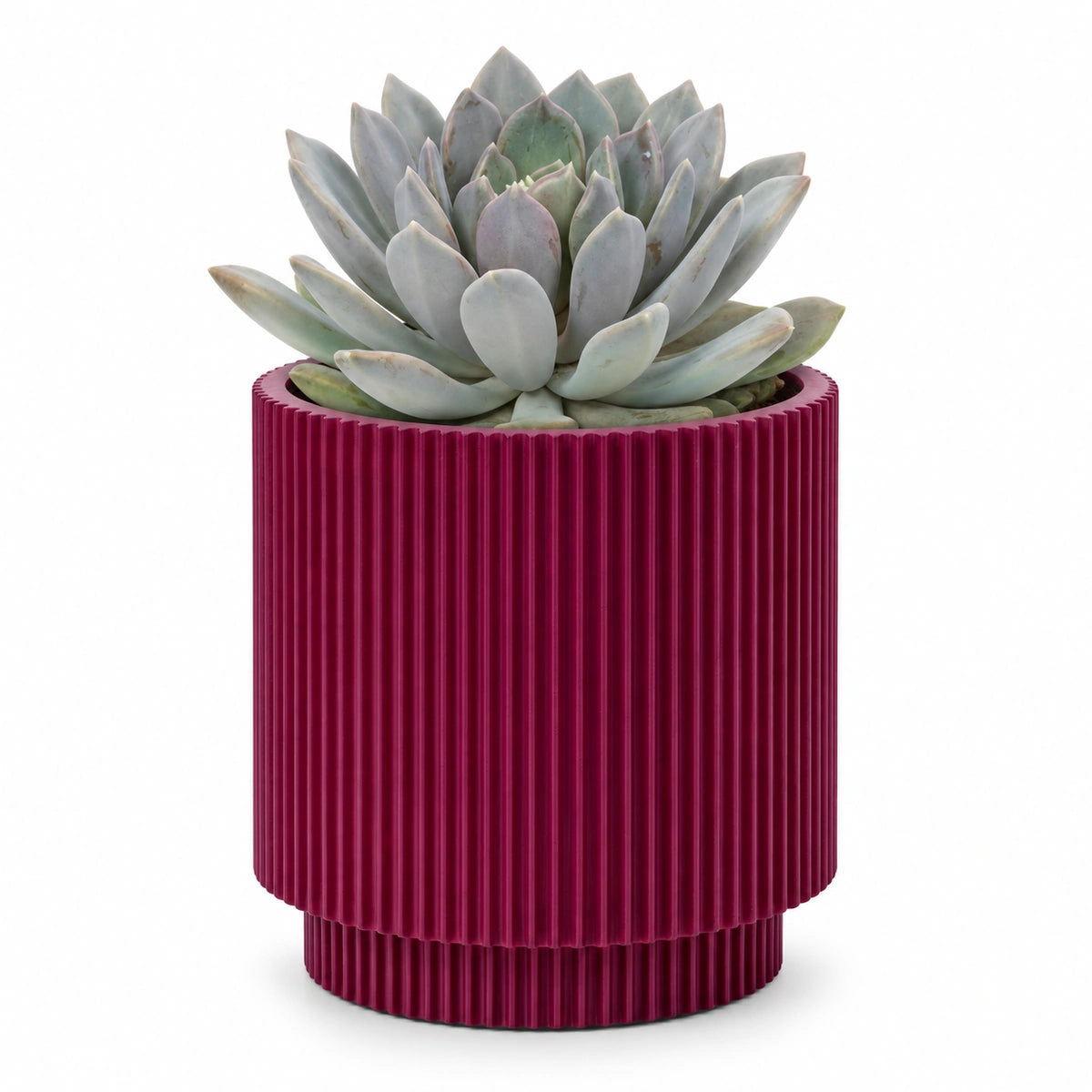 Pachyphytum draco 13cm + Capi Vase cylinder groove purple 15cm (BGVP313)