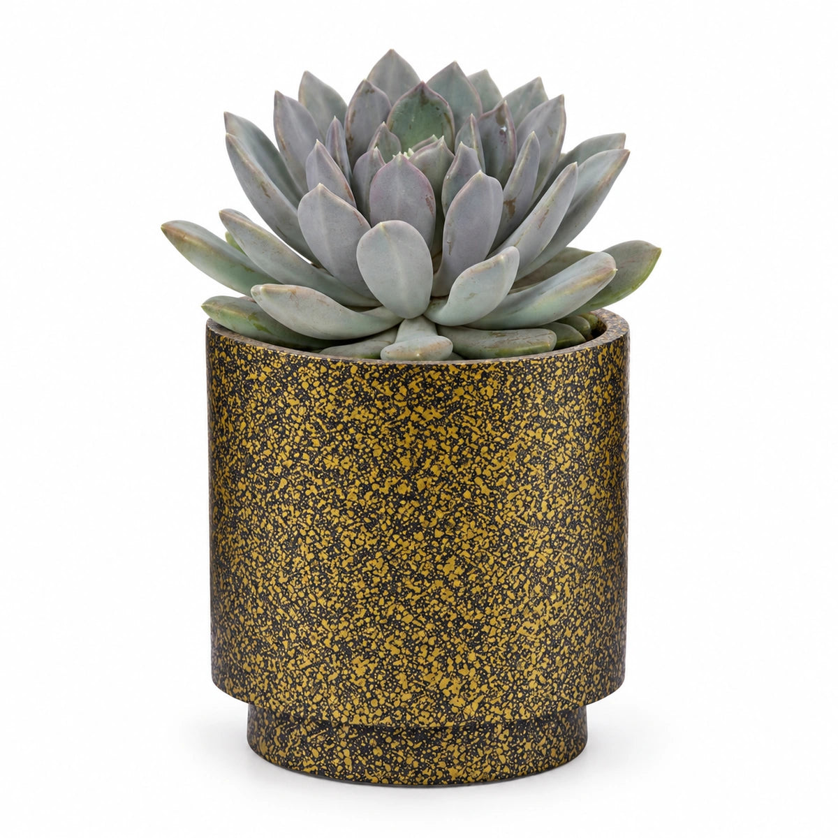 Pachyphytum draco 13cm + Capi Vase cylinder Terrazzo gold 15cm (BTZG313)