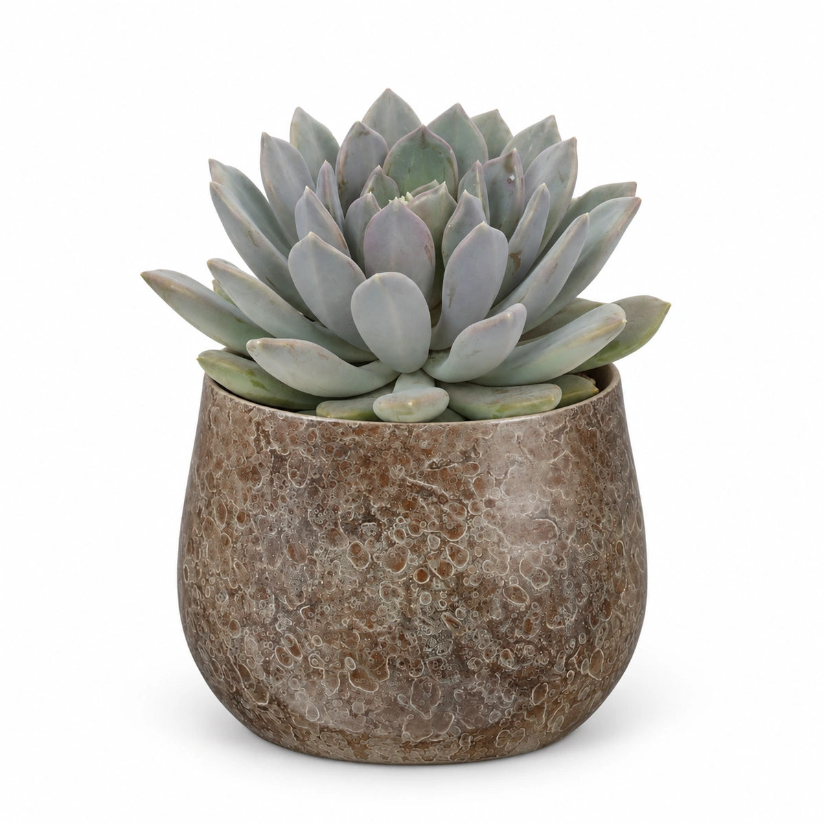Pachyphytum draco 13cm + Oliver brown 16cm (1074549)