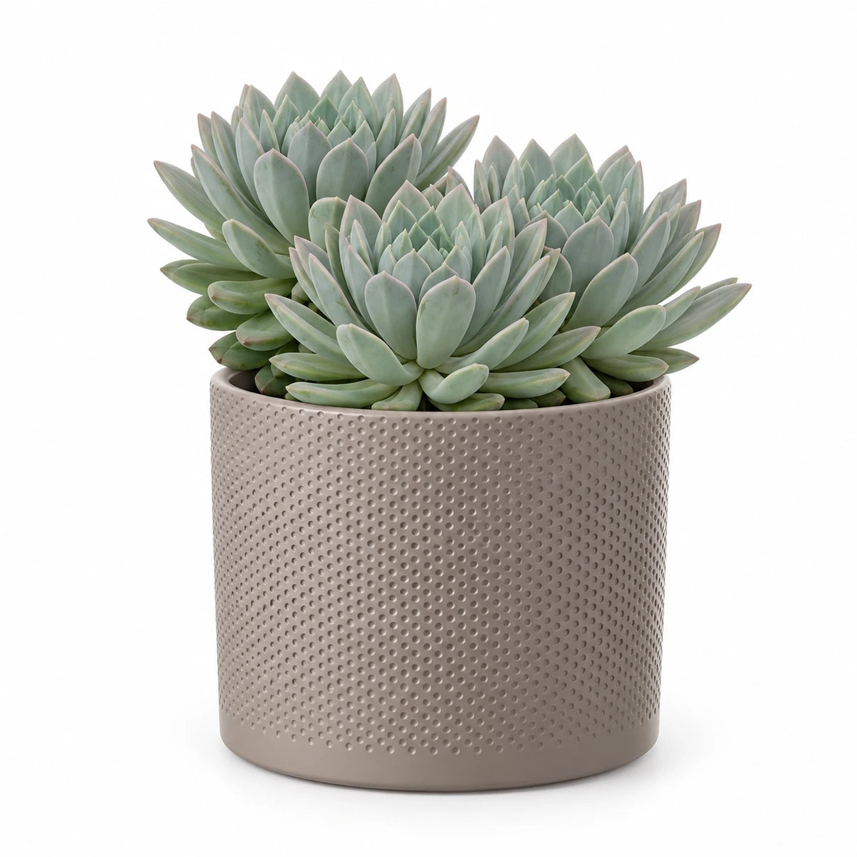 Pachyphytum draco 17cm + Era taupe relief 17.5cm (1051630)