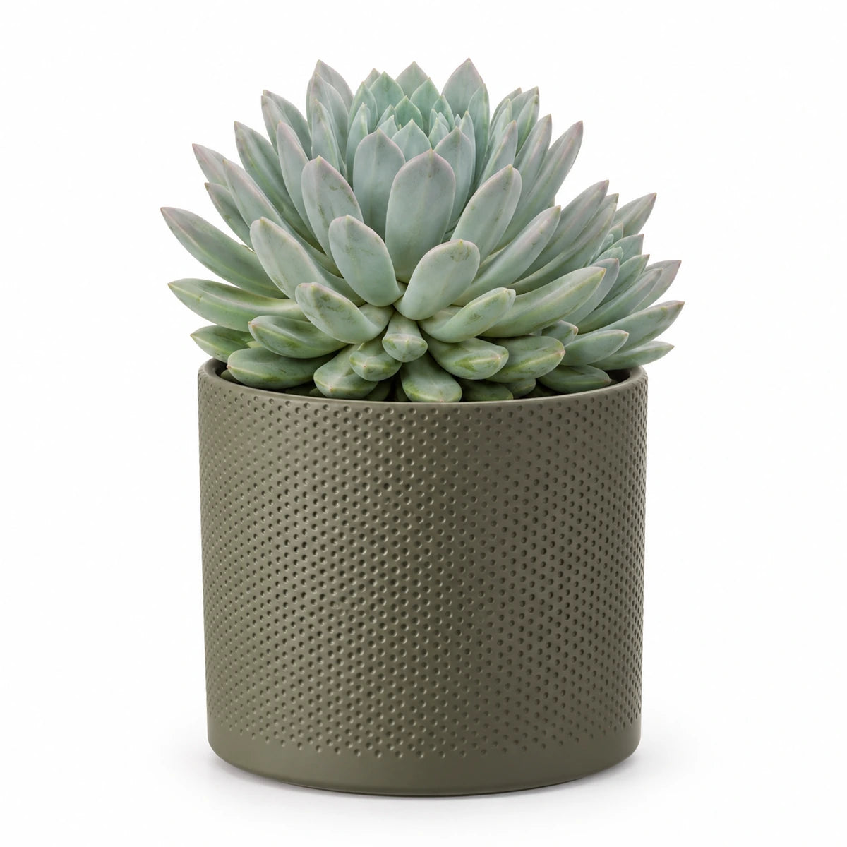 Pachyphytum draco 17cm + Era green relief 17.5cm (1051635)