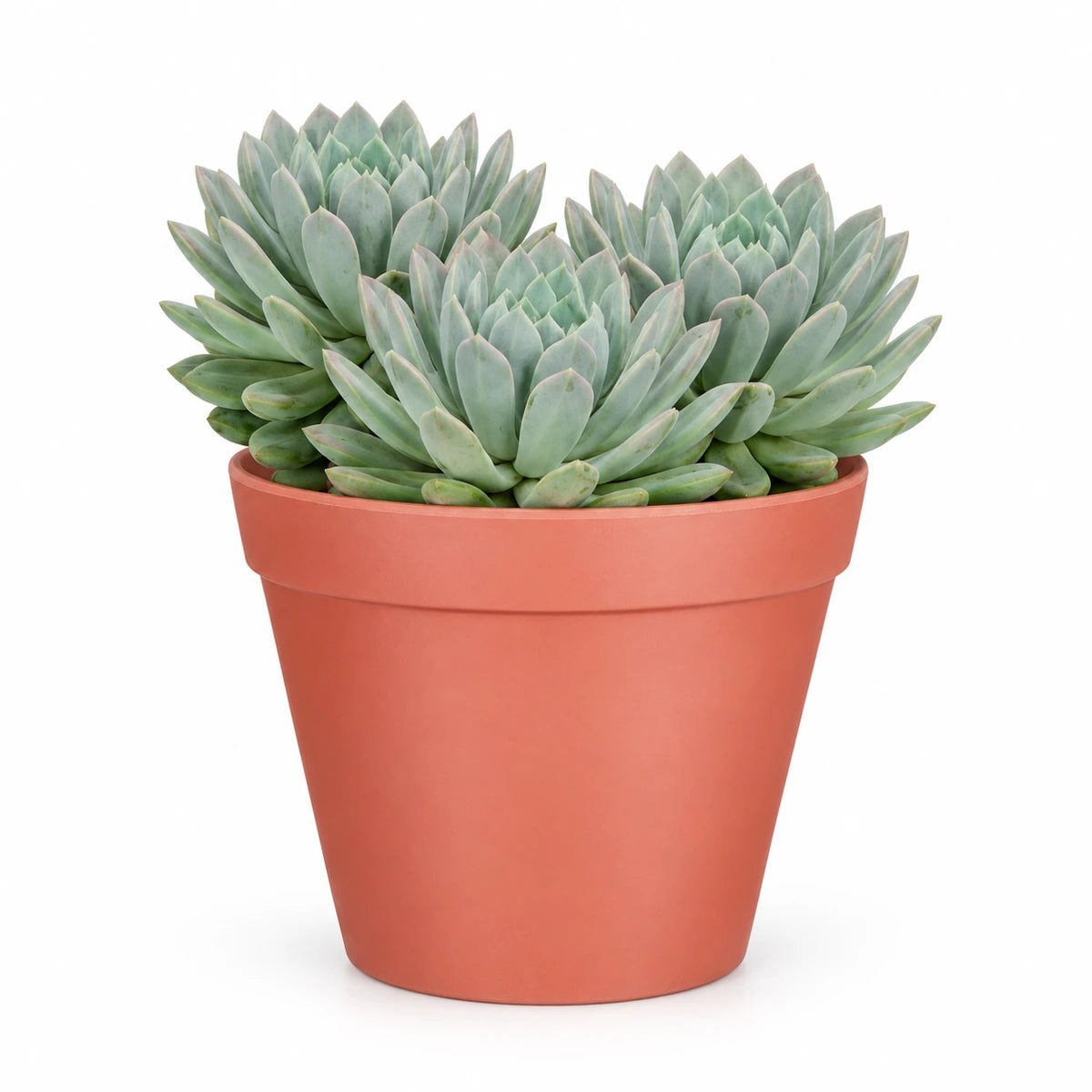 Pachyphytum draco 17cm + Orion dark pink 19cm