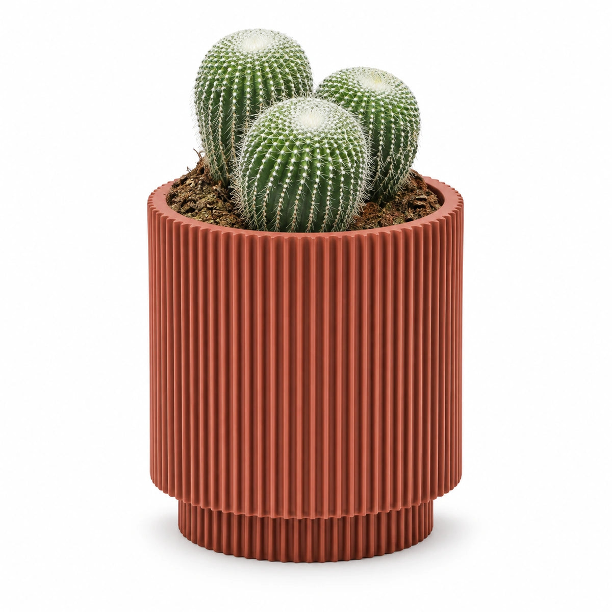 Parodia leninghausii cv. inermis 13cm + Capi Vase cylinder groove merlot-red 15cm (BGVMR313)