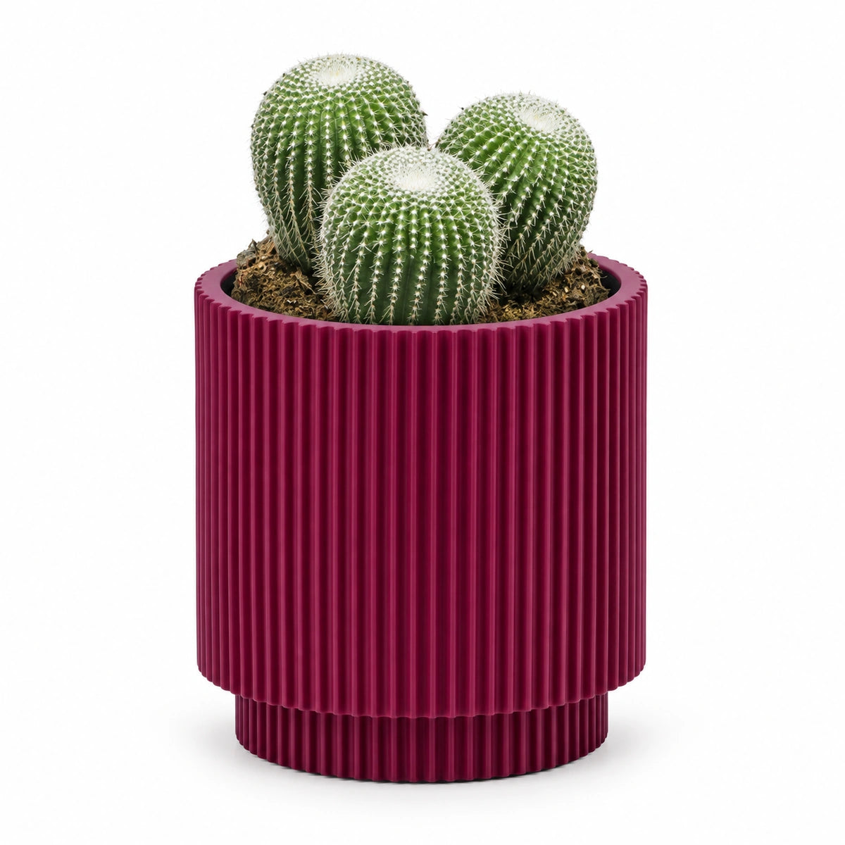 Parodia leninghausii cv. inermis 13cm + Capi Vase cylinder groove purple 15cm (BGVP313)