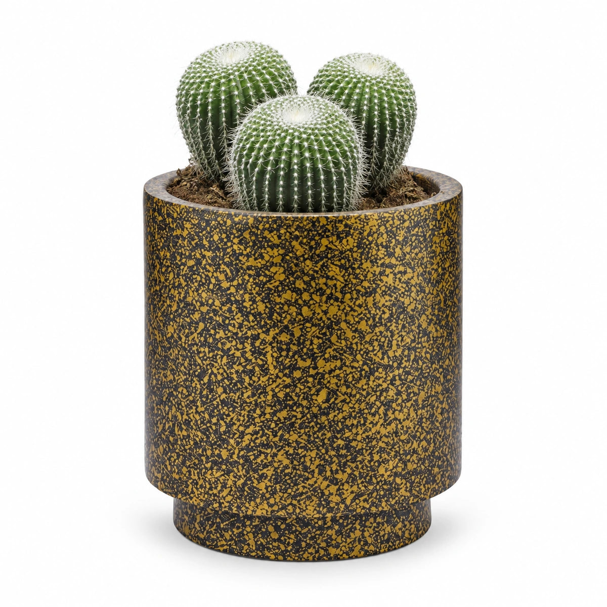 Parodia leninghausii cv. inermis 13cm + Capi Vase cylinder Terrazzo gold 15cm (BTZG313)