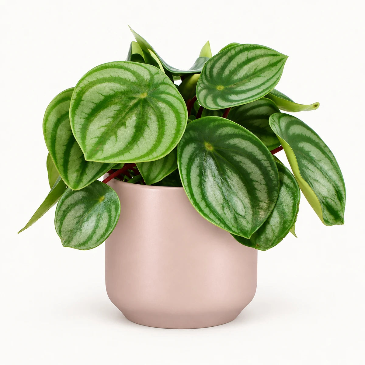 Peperomia argyreia 12cm + Amber l. pink matt 13cm (1097325)
