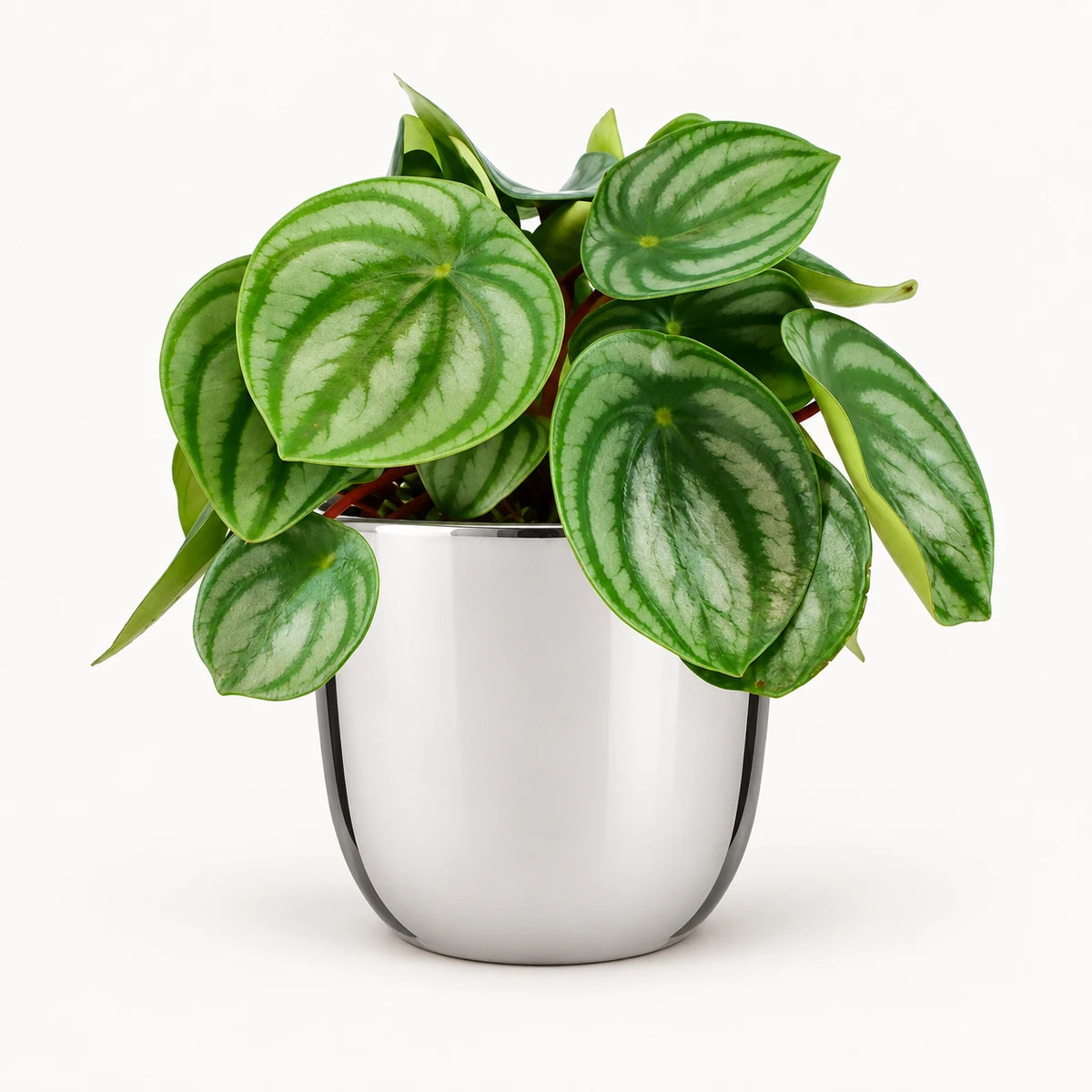 Peperomia argyreia 12cm + Chaz silver 13.5cm (116701)
