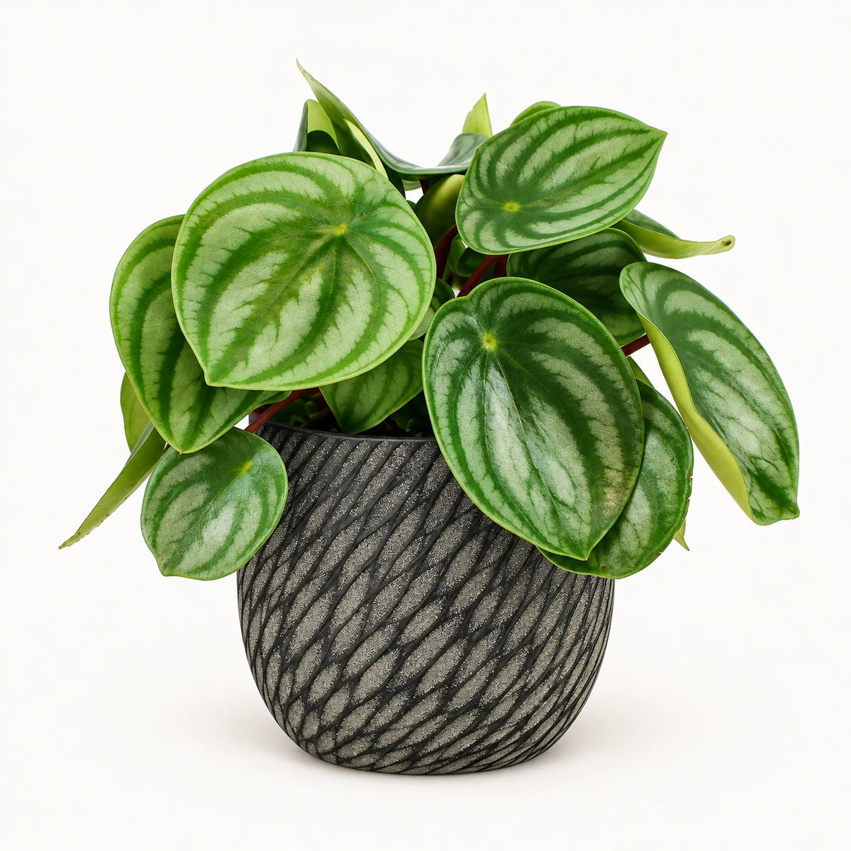 Peperomia argyreia 12cm + Elio anthracite 12.5cm (1163962)