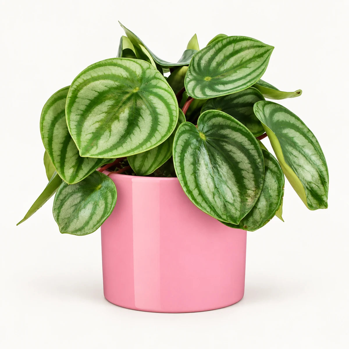 Peperomia argyreia 12cm + Era pink 12cm (1135539)