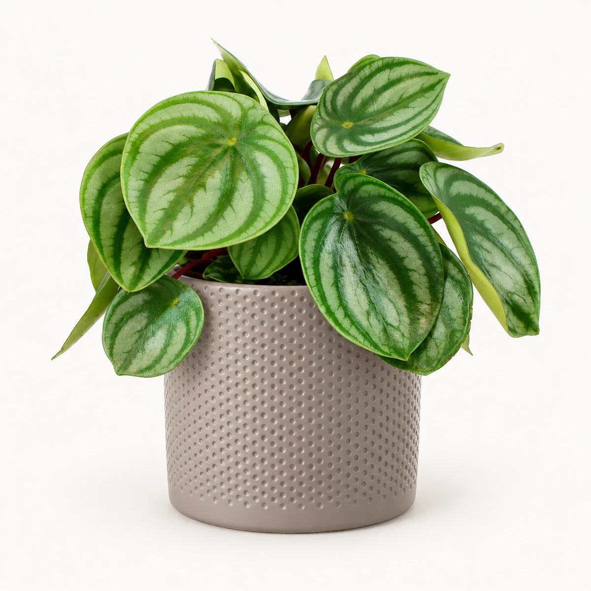 Peperomia argyreia 12cm + Era taupe relief 12cm (1051627)