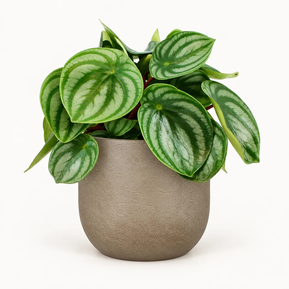 Peperomia argyreia 12cm + Nora taupe 14cm (1074613)