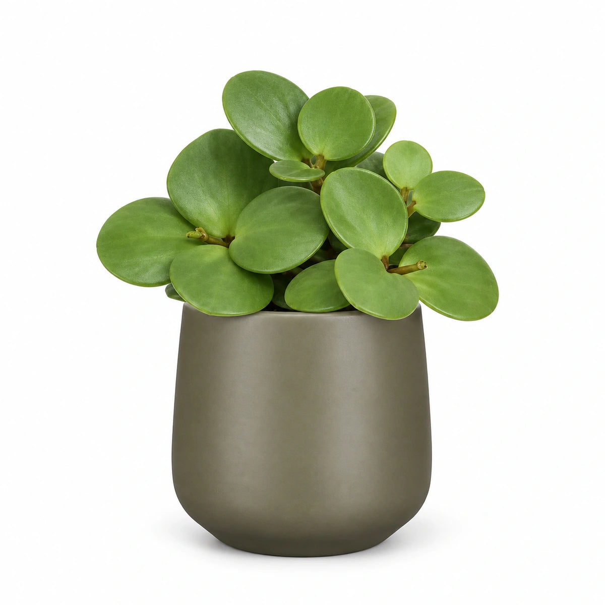 Peperomia 'Hope' 6cm + Amber green matt 6cm (1094372)