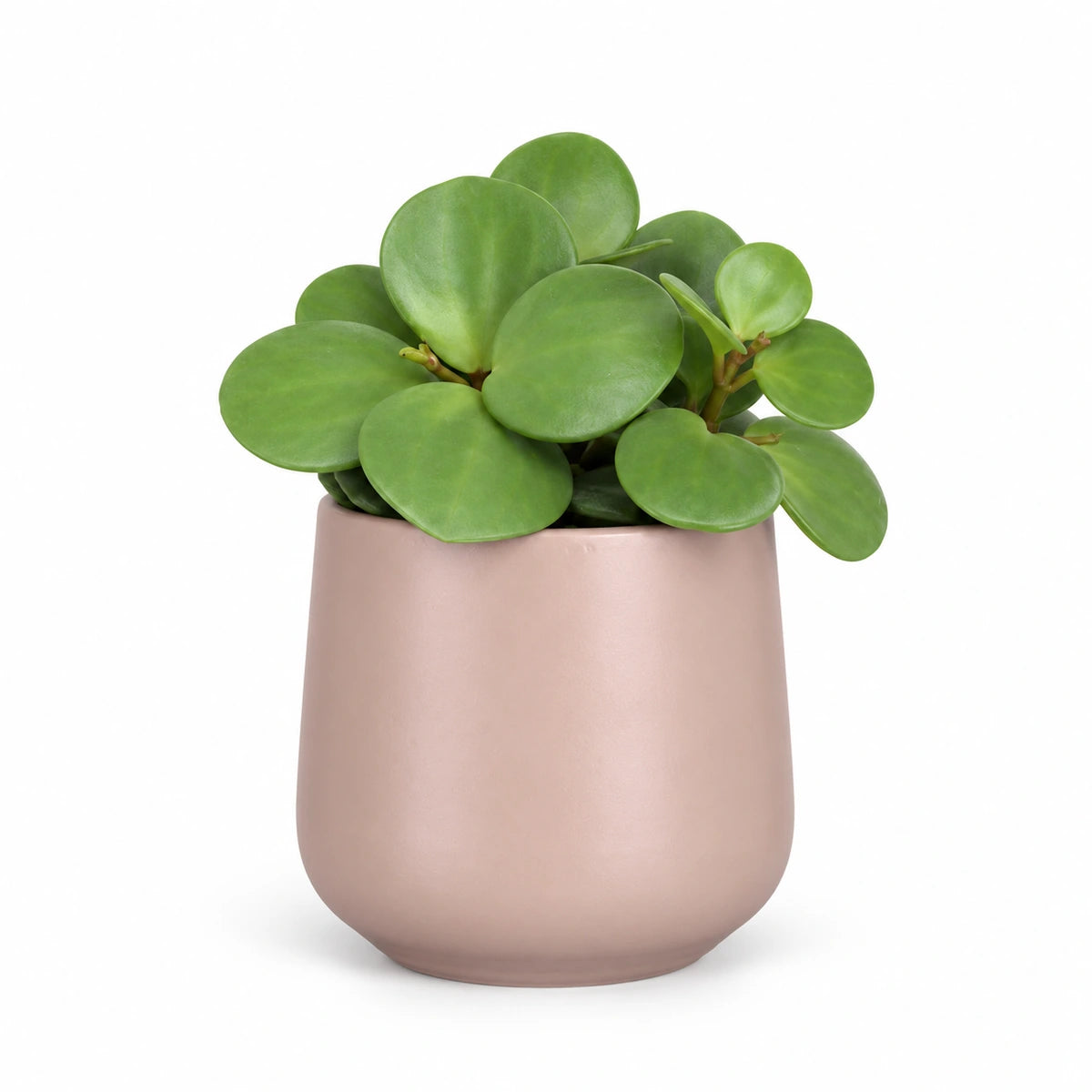 Peperomia 'Hope' 6cm + Amber l. pink matt 6cm (1094375)
