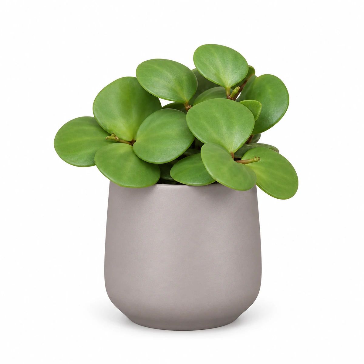 Peperomia 'Hope' 6cm + Amber taupe matt 6cm (1094366)