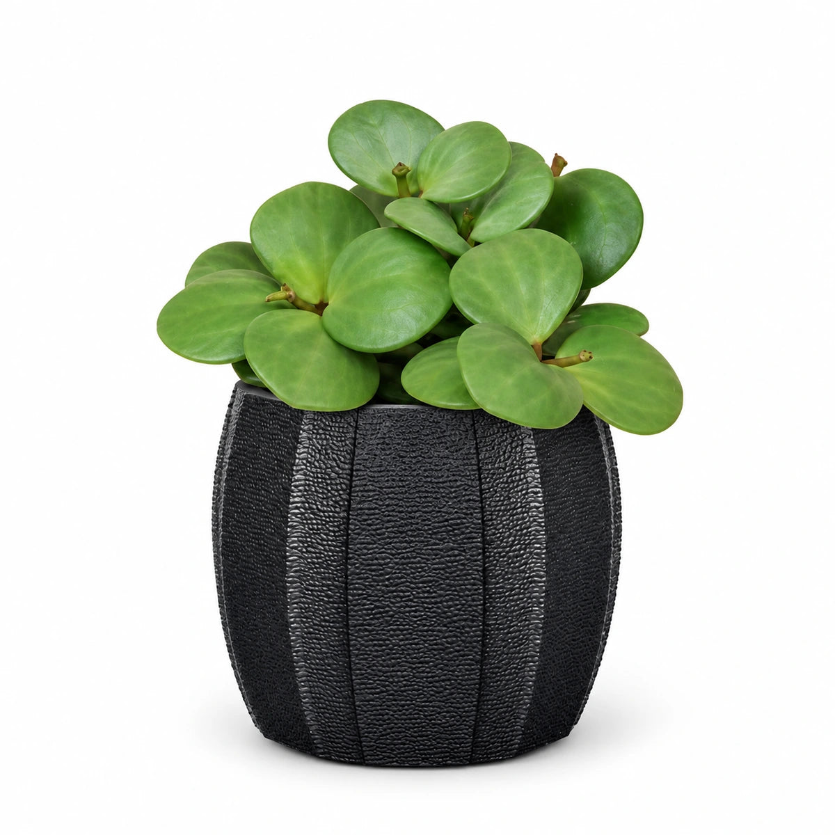 Peperomia 'Hope' 6cm + Capi elegant wide arc anthracite 10cm (BARA291)