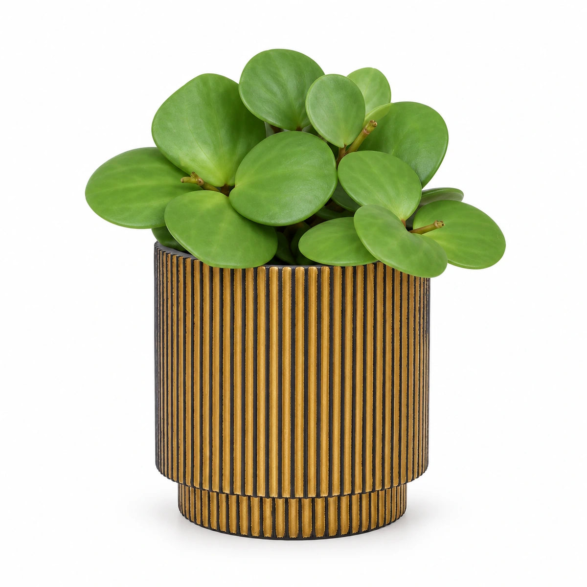 Peperomia 'Hope' 6cm + Capi Vase cylinder groove black-gold 8cm (BGVGB311)