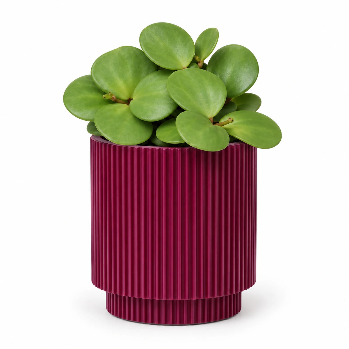 Peperomia 'Hope' 6cm + Capi Vase cylinder groove purple 8cm (BGVP311)