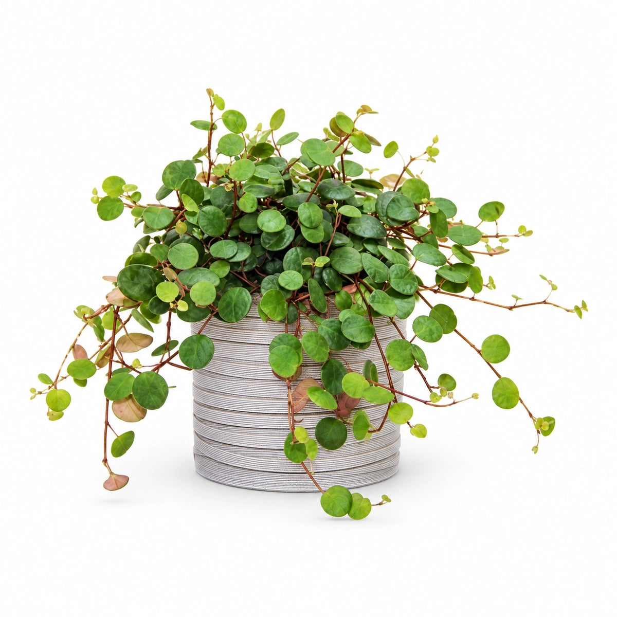 Peperomia pepperspot 10.5cm + Capi cylinder loop ivory 12cm (BLPI211)