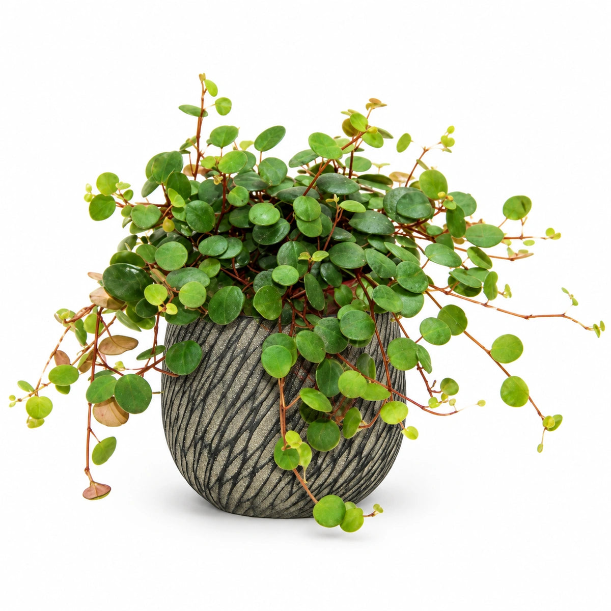 Peperomia pepperspot 10.5cm + Elio anthracite 11cm (1163961)