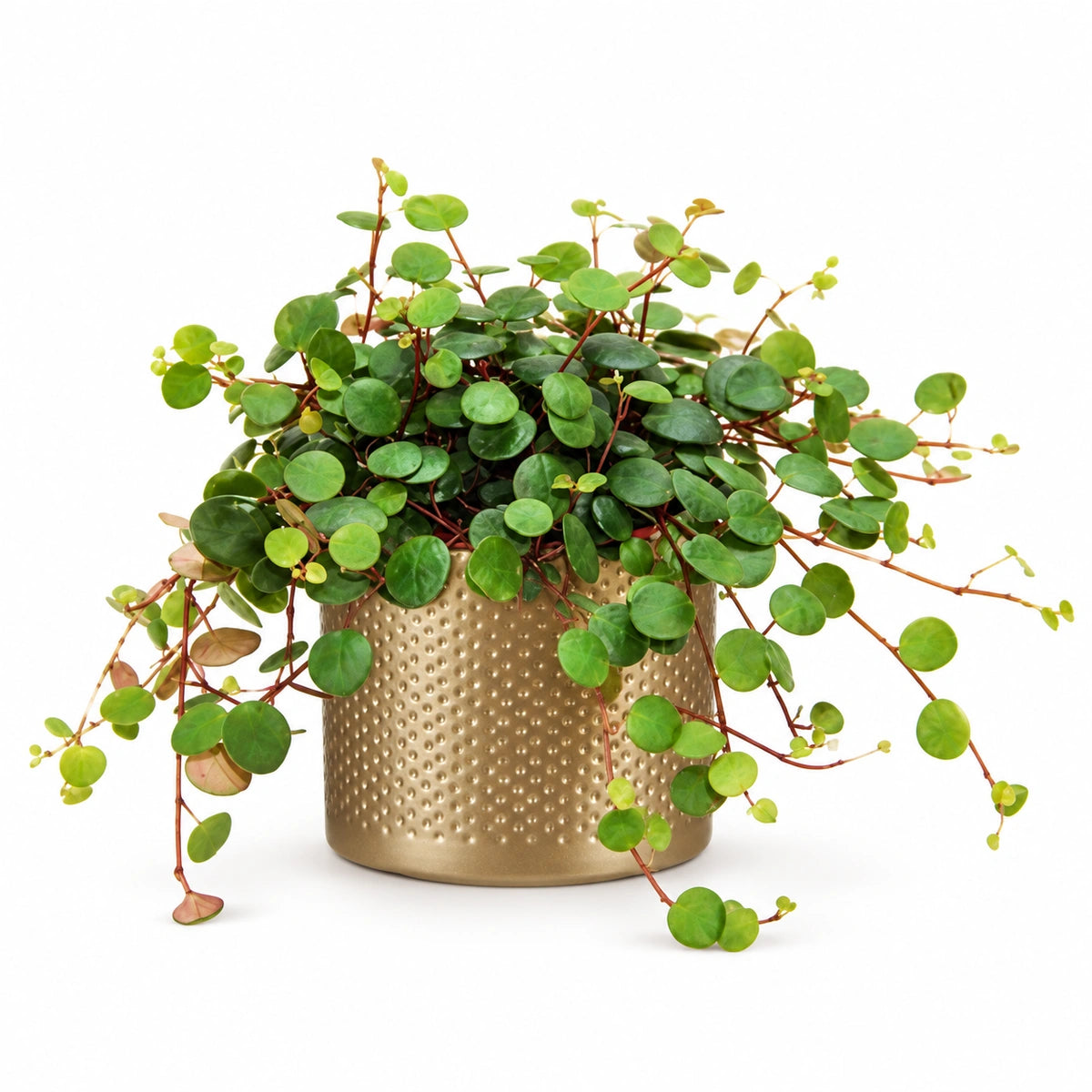 Peperomia pepperspot 10.5cm + Era gold relief 10.5cm (1059866)