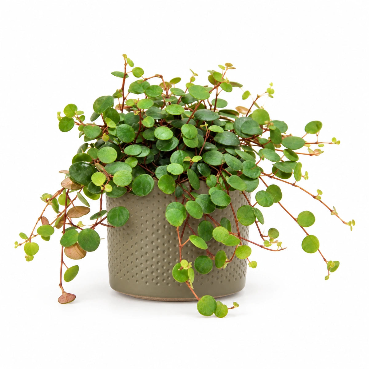 Peperomia pepperspot 10.5cm + Era green relief 10.5cm (1051631)