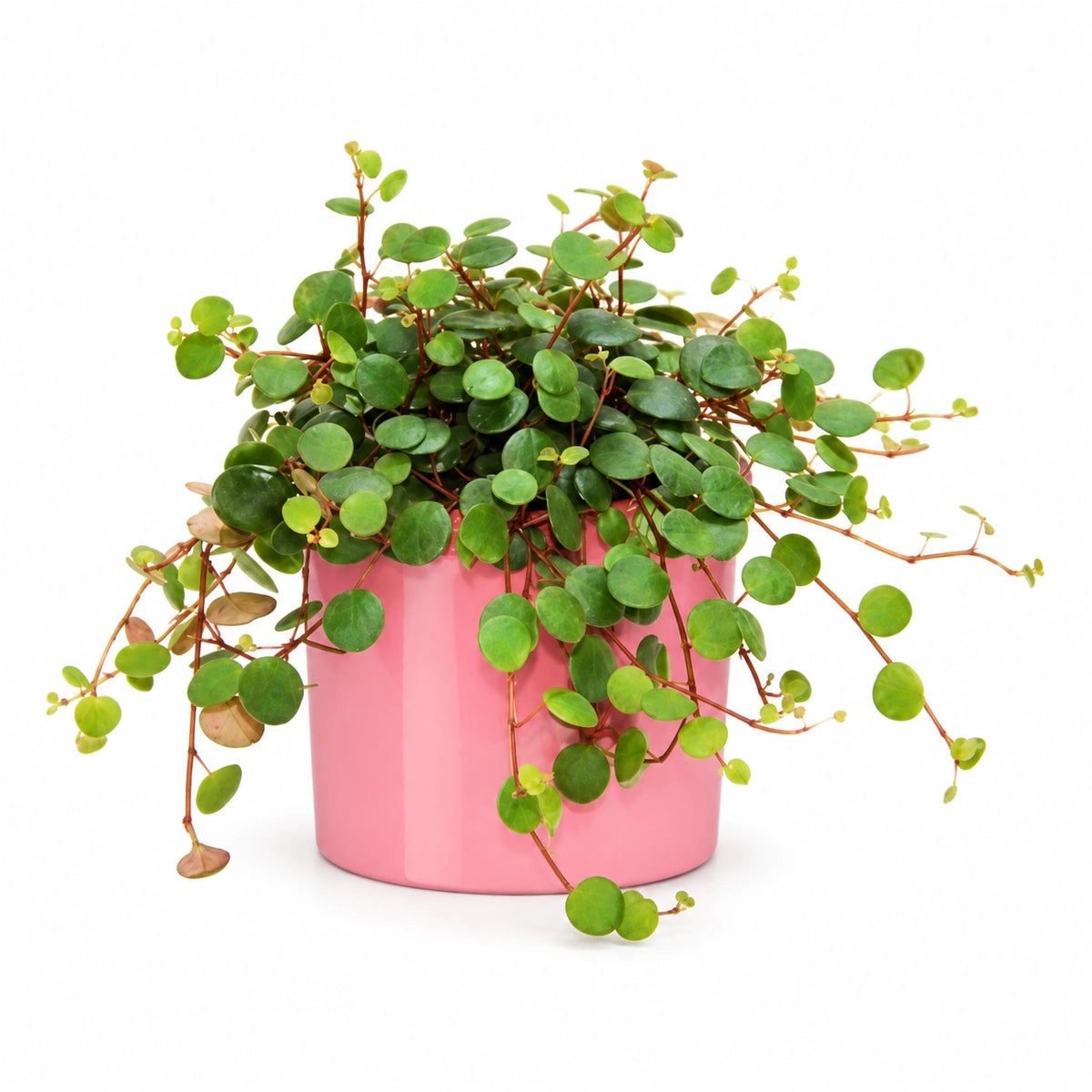 Peperomia pepperspot 10.5cm + Era pink 10.5cm (1135536)