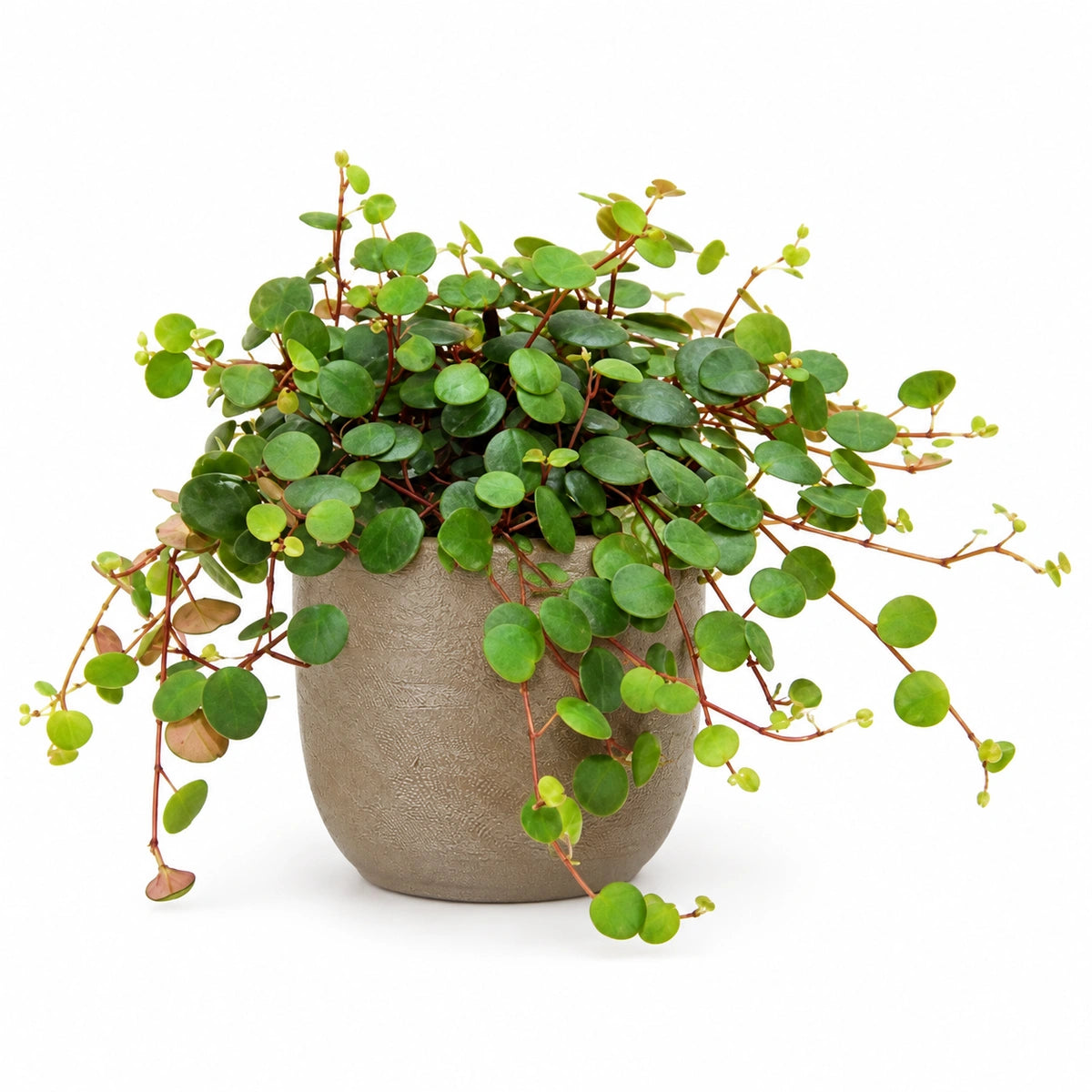 Peperomia pepperspot 10.5cm + Nora taupe 11cm (1074611)