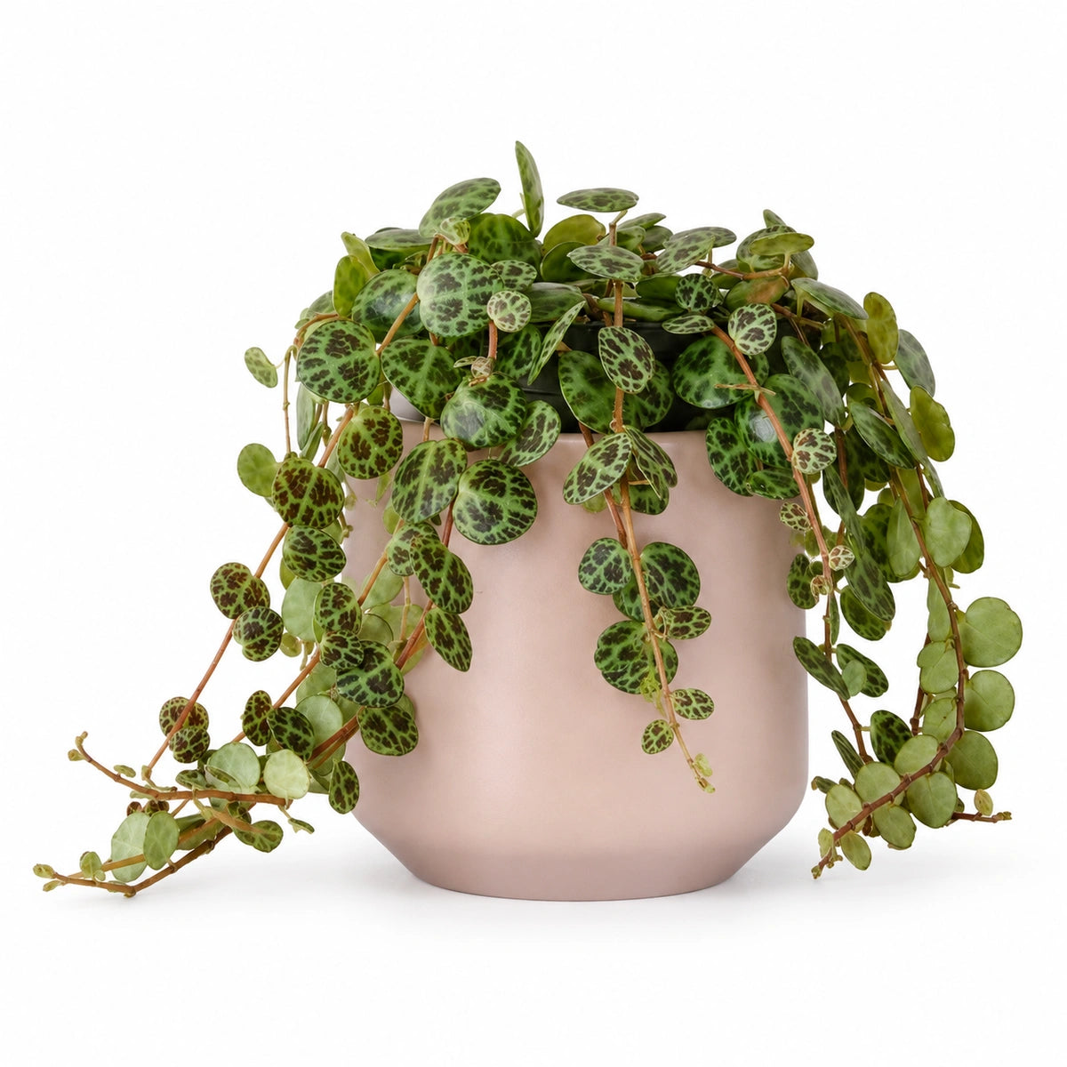 Peperomia prostrata 12cm + Amber l. pink matt 14.5cm (1094378)