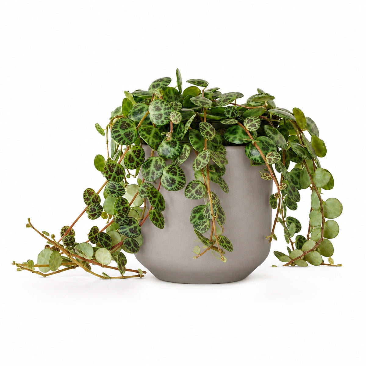 Peperomia prostrata 12cm + Amber taupe matt 13cm (1097322)