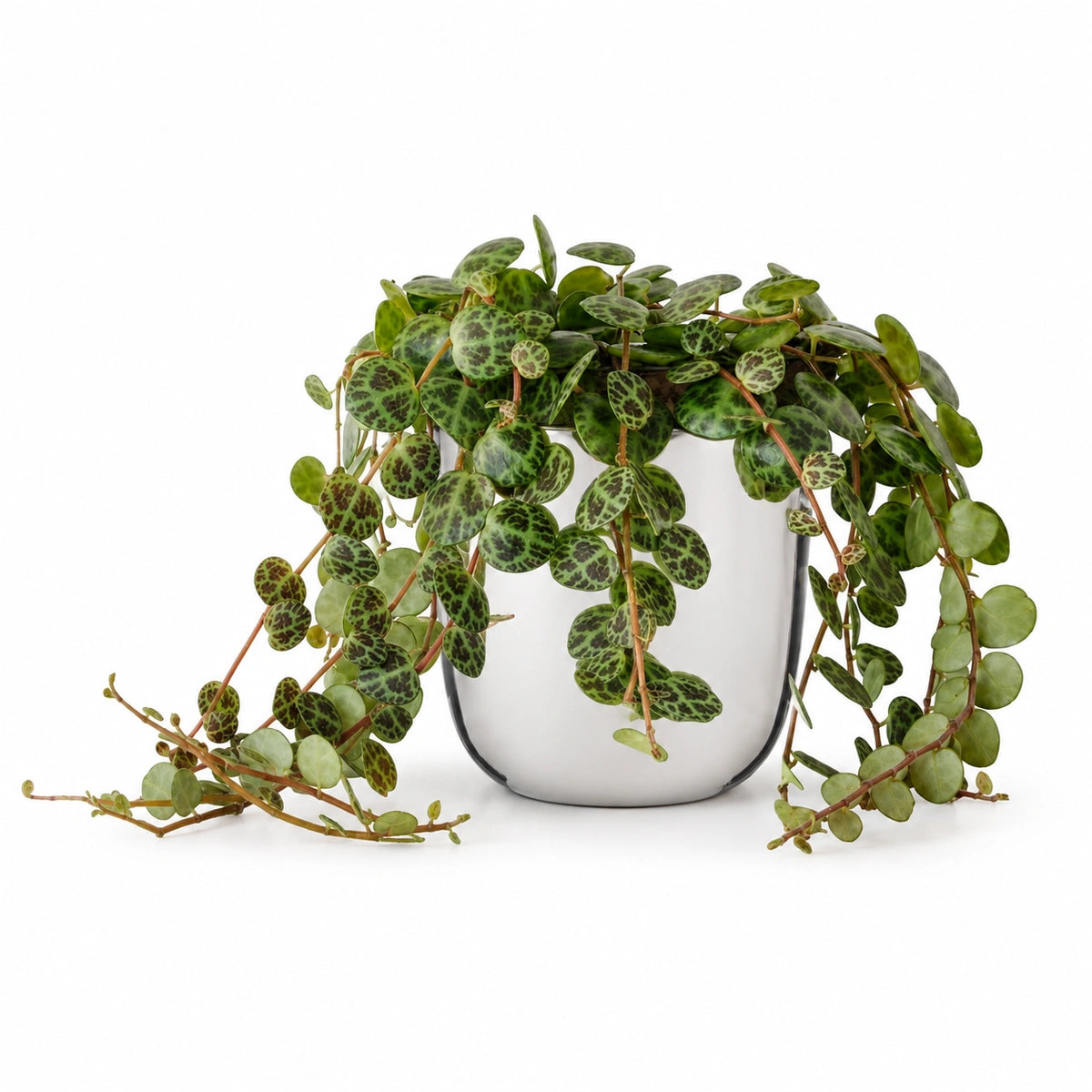 Peperomia prostrata 12cm + Chaz silver 13.5cm (116701)